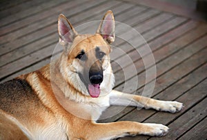 Pet dog on brown deck