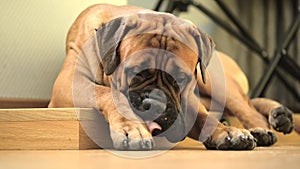 Pet dog bullmastiff