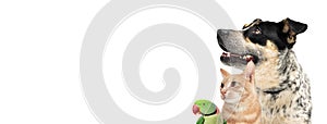 Pet Dog Cat and Bird Together Web Banner