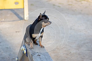 Pet dog Chihuahua walks on the street. Chihuahua dog for a walk. Chihuahua black, brown and white