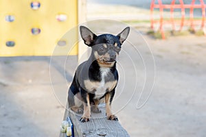 Pet dog Chihuahua walks on the street. Chihuahua dog for a walk. Chihuahua black, brown and white