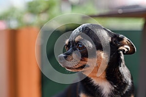 Pet dog Chihuahua walks on the street. Chihuahua dog for a walk. Chihuahua black, brown and white