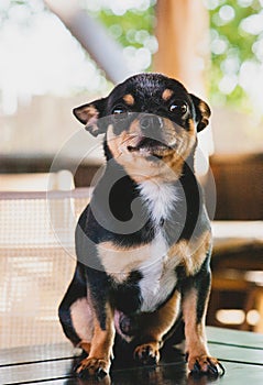 Pet dog Chihuahua walks on the street. Chihuahua dog for a walk. Chihuahua black, brown and white.