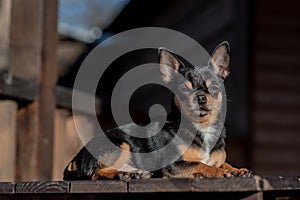 Pet dog Chihuahua walks on the street. Chihuahua dog for a walk. Chihuahua black, brown and white