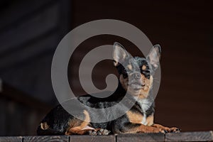 Pet dog Chihuahua walks on the street. Chihuahua dog for a walk. Chihuahua black, brown and white