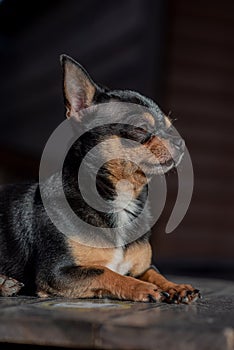 Pet dog Chihuahua walks on the street. Chihuahua dog for a walk. Chihuahua black, brown and white