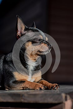 Pet dog Chihuahua walks on the street. Chihuahua dog for a walk. Chihuahua black, brown and white