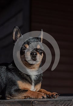 Pet dog Chihuahua walks on the street. Chihuahua dog for a walk. Chihuahua black, brown and white