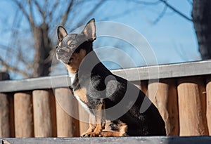 Pet dog Chihuahua walks on the street. Chihuahua dog for a walk. Chihuahua black, brown and white