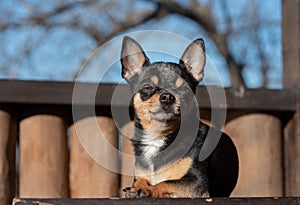 Pet dog Chihuahua walks on the street. Chihuahua dog for a walk. Chihuahua black, brown and white