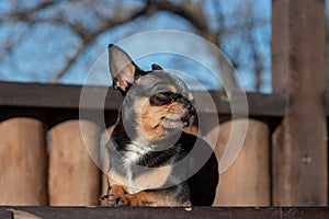 Pet dog Chihuahua walks on the street. Chihuahua dog for a walk. Chihuahua black, brown and white