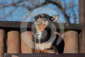 Pet dog Chihuahua walks on the street. Chihuahua dog for a walk. Chihuahua black, brown and white