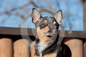 Pet dog Chihuahua walks on the street. Chihuahua dog for a walk. Chihuahua black, brown and white