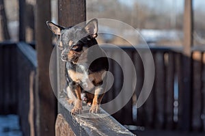 Pet dog Chihuahua walks on the street. Chihuahua dog for a walk. Chihuahua black, brown and white