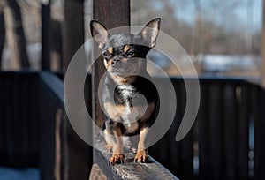 Pet dog Chihuahua walks on the street. Chihuahua dog for a walk. Chihuahua black, brown and white