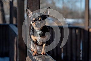 Pet dog Chihuahua walks on the street. Chihuahua dog for a walk. Chihuahua black, brown and white