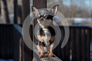 Pet dog Chihuahua walks on the street. Chihuahua dog for a walk. Chihuahua black, brown and white