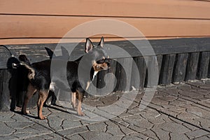 Pet dog Chihuahua walks on the street. Chihuahua dog for a walk. Chihuahua black, brown and white