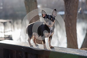 Pet dog Chihuahua walks on the street. Chihuahua dog for a walk. Chihuahua black, brown and white