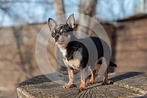 Pet dog Chihuahua walks on the street. Chihuahua dog for a walk. Chihuahua black, brown and white