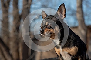 Pet dog Chihuahua walks on the street. Chihuahua dog for a walk. Chihuahua black, brown and white