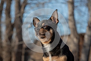 Pet dog Chihuahua walks on the street. Chihuahua dog for a walk. Chihuahua black, brown and white