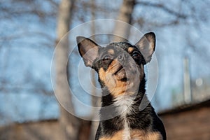 Pet dog Chihuahua walks on the street. Chihuahua dog for a walk. Chihuahua black, brown and white