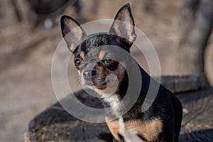 Pet dog Chihuahua walks on the street. Chihuahua dog for a walk. Chihuahua black, brown and white