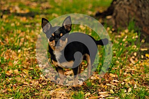 Pet dog Chihuahua walks on the street. Chihuahua dog for a walk. Chihuahua black, brown and white. Cute puppy