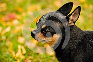 Pet dog Chihuahua walks on the street. Chihuahua dog for a walk. Chihuahua black, brown and white. Cute puppy