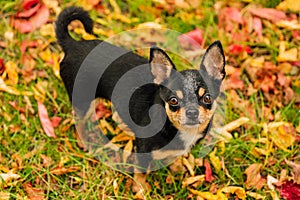 Pet dog Chihuahua walks on the street. Chihuahua dog for a walk. Chihuahua black, brown and white. Cute puppy