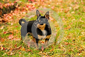 Pet dog Chihuahua walks on the street. Chihuahua dog for a walk. Chihuahua black, brown and white. Cute puppy