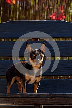 Pet dog Chihuahua walks on the street. Chihuahua dog for a walk. Chihuahua black, brown and white. Cute puppy