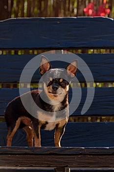 Pet dog Chihuahua walks on the street. Chihuahua dog for a walk. Chihuahua black, brown and white. Cute puppy