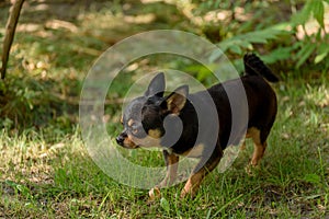 Pet dog Chihuahua walks on the street. Chihuahua dog for a walk. Chihuahua black, brown and white. Cute puppy