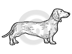 Pet dog dachshund breed. Sketch scratch board imitation. Black and white.