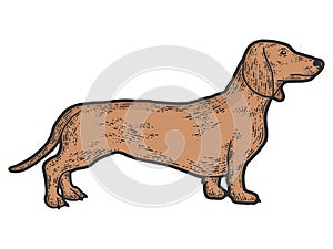 Pet dog dachshund breed. Sketch scratch board imitation color.