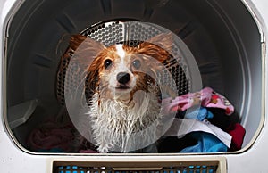 A pet dog in a dryer machine