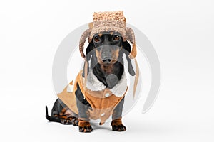 Pet dog in fur hat, sheepskin coat is warmly dressed for winter walk in forest