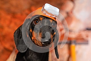 Pet dog handyman miner in safety helmet, flashlight is tired of physical labor