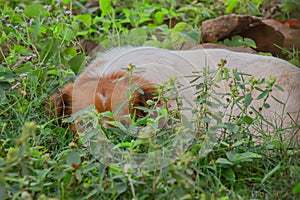 A pet dog hiding among the green grass in the meadow
