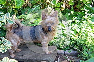 Pet dog hunting lizards in a garden