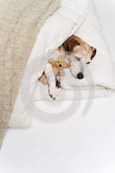 pet dog Jack Russell terrier sleeping in the white bed hugging bear toy.