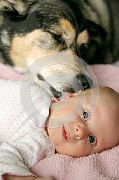 Pet Dog Kissing Newborn Baby Girl