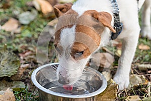 Pet dog laps and drinks water from bowl on walk at autumn day