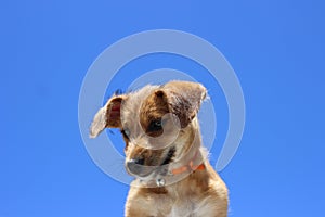 Pet dog looking down with blue sky