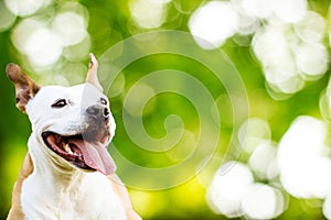 Pet dog lounging on the grass, bokeh nature background