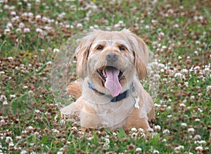 A pet dog lying on the grass with tongue out