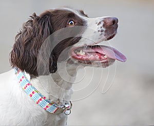 Pet dog with new collar photo