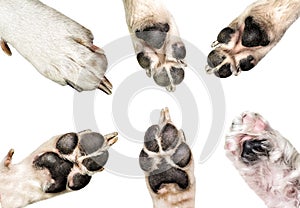 Close up of dog paws isolated on white background. dog and puppy paws set isolated on white